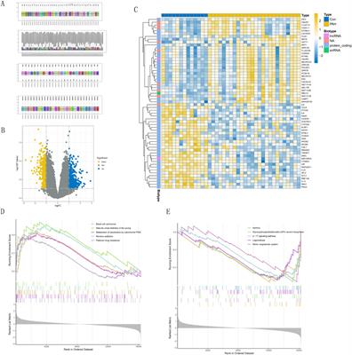 A comprehensive analysis of genes associated with hypoxia and cuproptosis in pulmonary arterial hypertension using machine learning methods and immune infiltration analysis: AHR is a key gene in the cuproptosis process